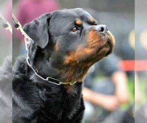 French Bulldog Dog Breeder in SACRAMENTO,  USA