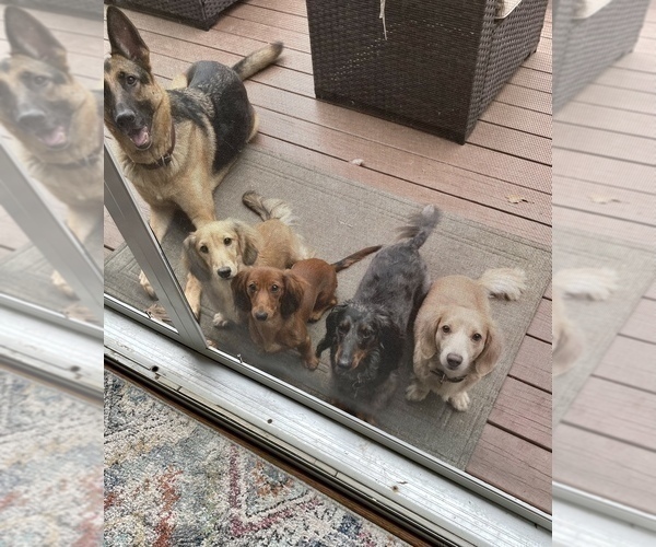 Medium Photo #10  Breeder Profile in LANEXA, VA, USA