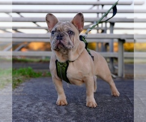 French Bulldog Dog Breeder in DOUGLASVILLE,  USA