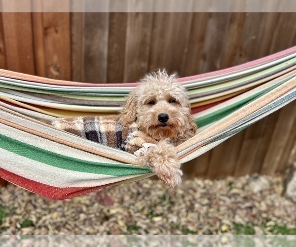 Medium Photo #24  Breeder Profile in HALTOM CITY, TX, USA