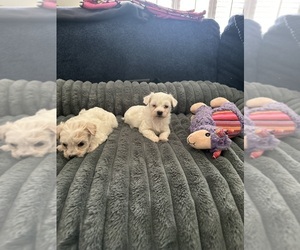 Havachon Dog Breeder near CINCINNATI, OH, USA