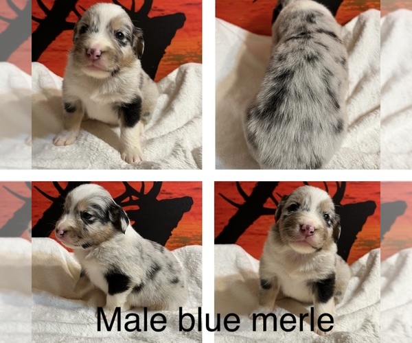 Medium Photo #1  Breeder Profile in ROWLAND HEIGHTS, CA, USA