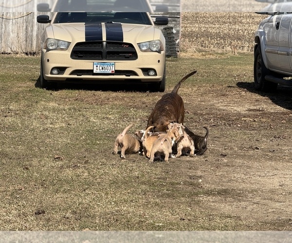 Medium Photo #28  Breeder Profile in GROVE CITY, MN, USA