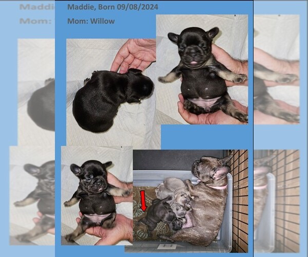 Medium Photo #6  Breeder Profile in BASTROP, TX, USA