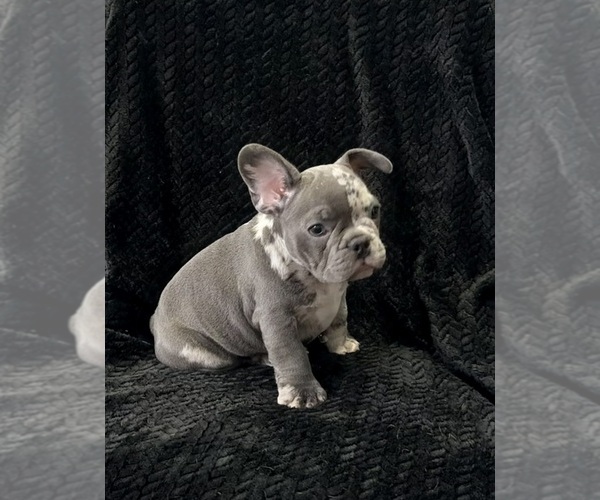 Medium Photo #33  Breeder Profile in FOUNTAIN CITY, IN, USA