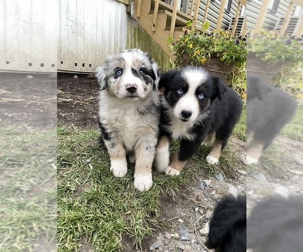 Medium Photo #24  Breeder Profile in BELMONT, VT, USA