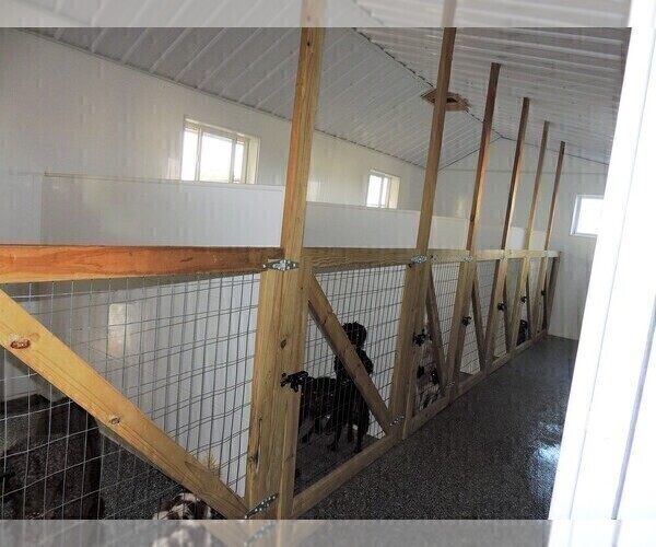 Medium Photo #3  Breeder Profile in CARLISLE, KY, USA