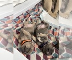 Small breeder photo