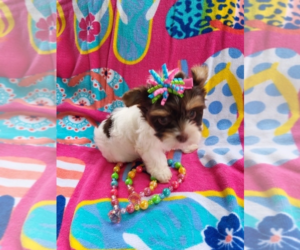Medium Photo #1  Breeder Profile in CHERRYVILLE, NC, USA