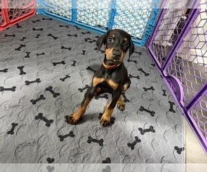 Doberman Pinscher Dog Breeder near CHEPACHET, RI, USA