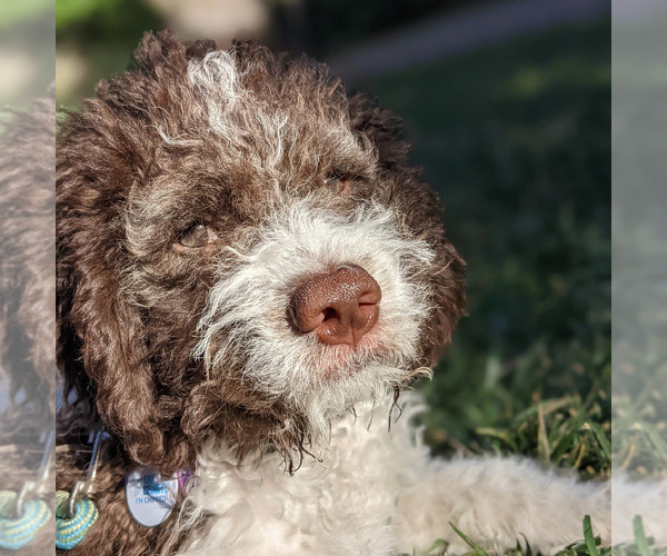 Medium Photo #9  Breeder Profile in LYNDEN, WA, USA