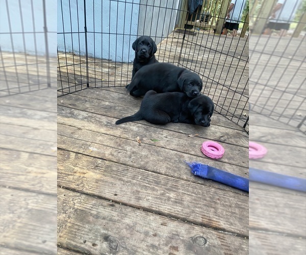 Medium Photo #5  Breeder Profile in INVERNESS, FL, USA