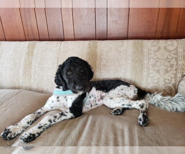 Medium Photo #15  Breeder Profile in ROY, UT, USA
