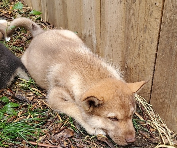 Medium Photo #1  Breeder Profile in SAC CITY, IA, USA
