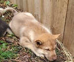 Small breeder photo