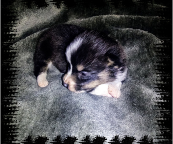 Medium Photo #1  Breeder Profile in SPRINGVILLE, IN, USA