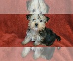 Small #167 Breeder Profile image