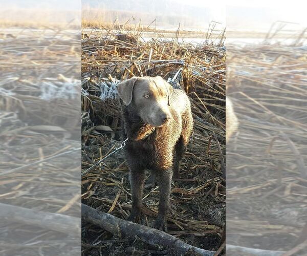 Medium Photo #3  Breeder Profile in COON VALLEY, WI, USA