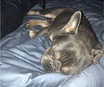 Small breeder photo