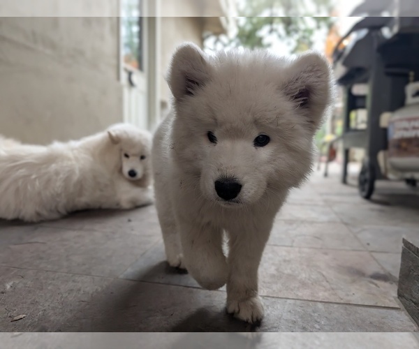 Medium Photo #4  Breeder Profile in PALO ALTO, CA, USA