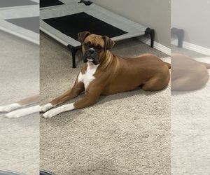 Boxer Dog Breeder near MARSHFIELD, MO, USA