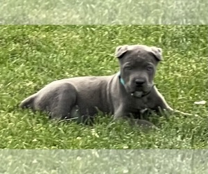 Cane Corso Dog Breeder near JOLIET, IL, USA