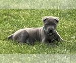 Small Photo #1  Breeder Profile in JOLIET, IL, USA