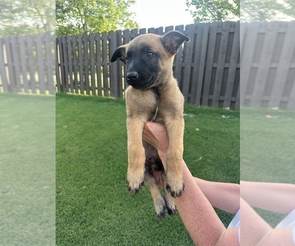 Medium Photo #13  Breeder Profile in ATHENS, AL, USA
