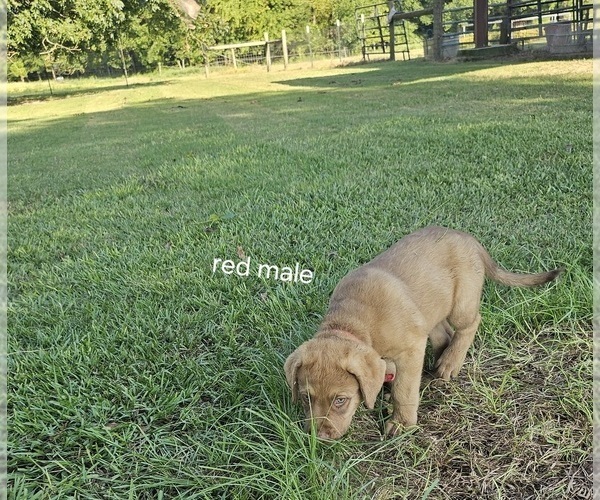 Medium Photo #4  Breeder Profile in Cordele, GA, USA