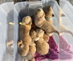 Small #2 Breeder Profile image