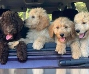 Goldendoodle Dog Breeder near NEWINGTON, GA, USA