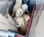 Small breeder photo
