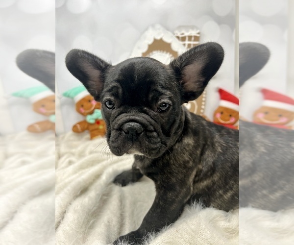 Medium Photo #13  Breeder Profile in PENN VALLEY, CA, USA