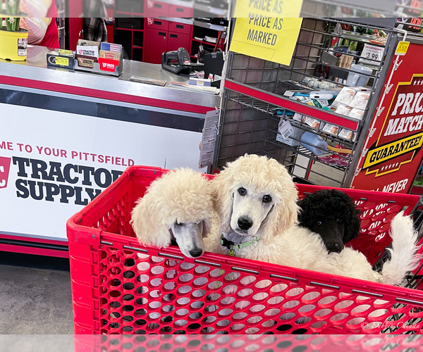 Medium Photo #4  Breeder Profile in READSBORO, VT, USA