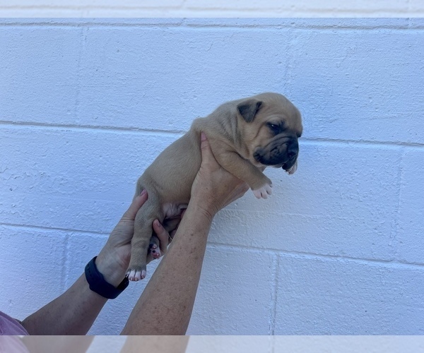 Medium Photo #9  Breeder Profile in GOSHEN, KY, USA