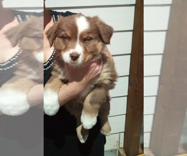 Medium Photo #1  Breeder Profile in COTOPAXI, CO, USA