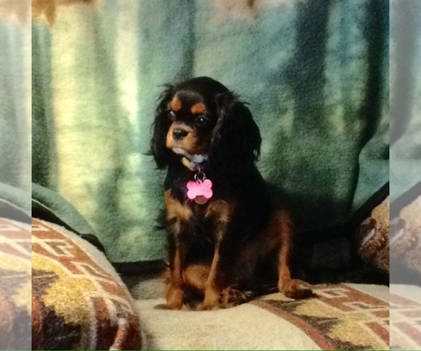 Medium Photo #1  Breeder Profile in ORANGE GROVE, TX, USA