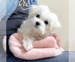 Small #4 Breeder Profile image