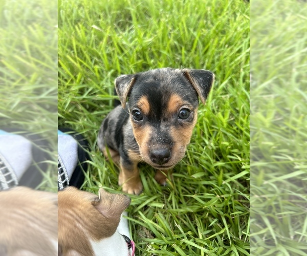 Medium Photo #4  Breeder Profile in NORTH PORT, FL, USA