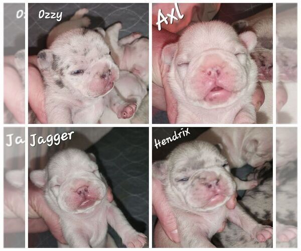 Medium Photo #11  Breeder Profile in BAKER CITY, OR, USA