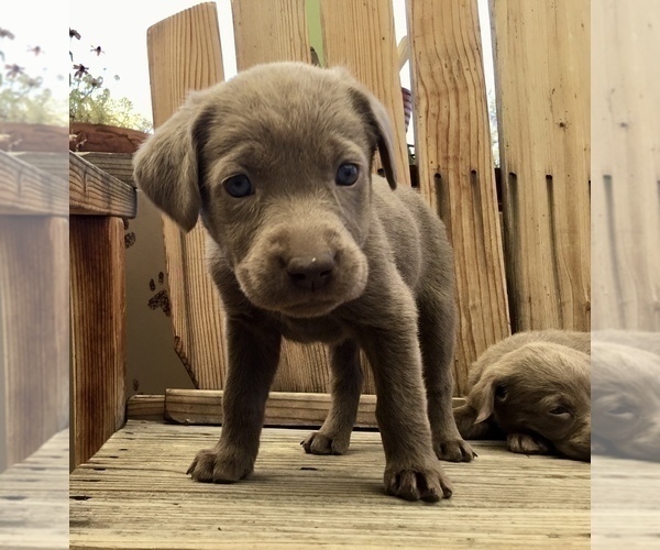 Medium Photo #12  Breeder Profile in WARNER SPRINGS, CA, USA