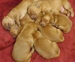 Small breeder photo