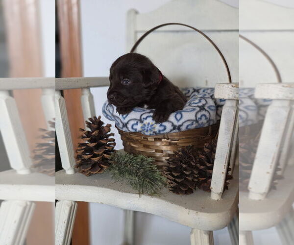 Medium Photo #6  Breeder Profile in FLORA, IL, USA