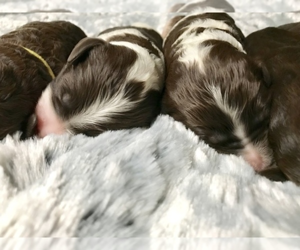 Medium Photo #1  Breeder Profile in BOERNE, TX, USA