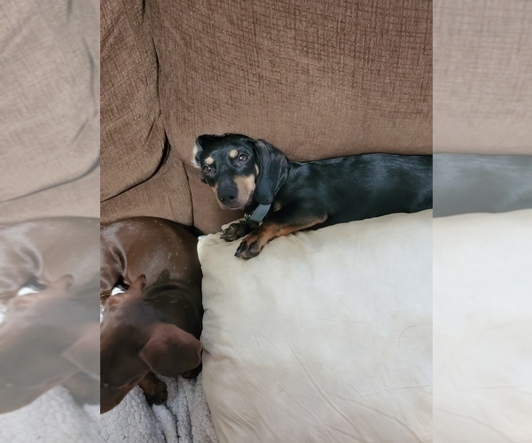 Medium Photo #4  Breeder Profile in CHOCTAW, OK, USA