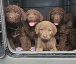 Small #21 Breeder Profile image