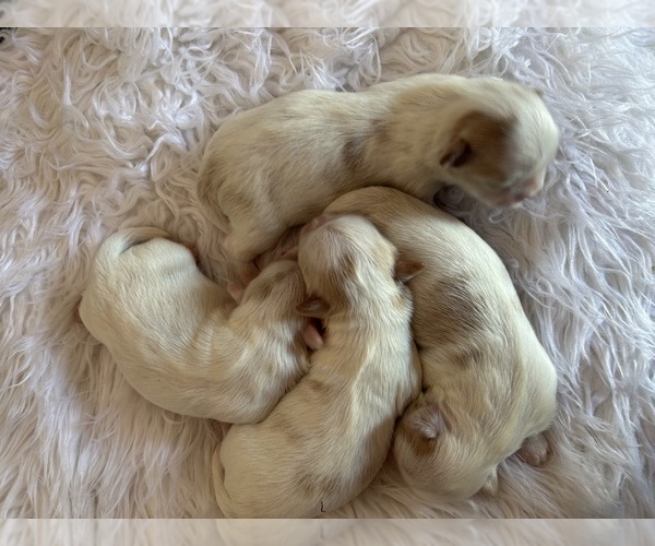Medium Photo #1  Breeder Profile in KENNEWICK, WA, USA