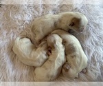 Small breeder photo