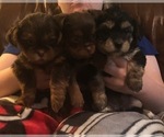 Small #13 Breeder Profile image