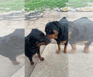Medium Breeder Profile Photo